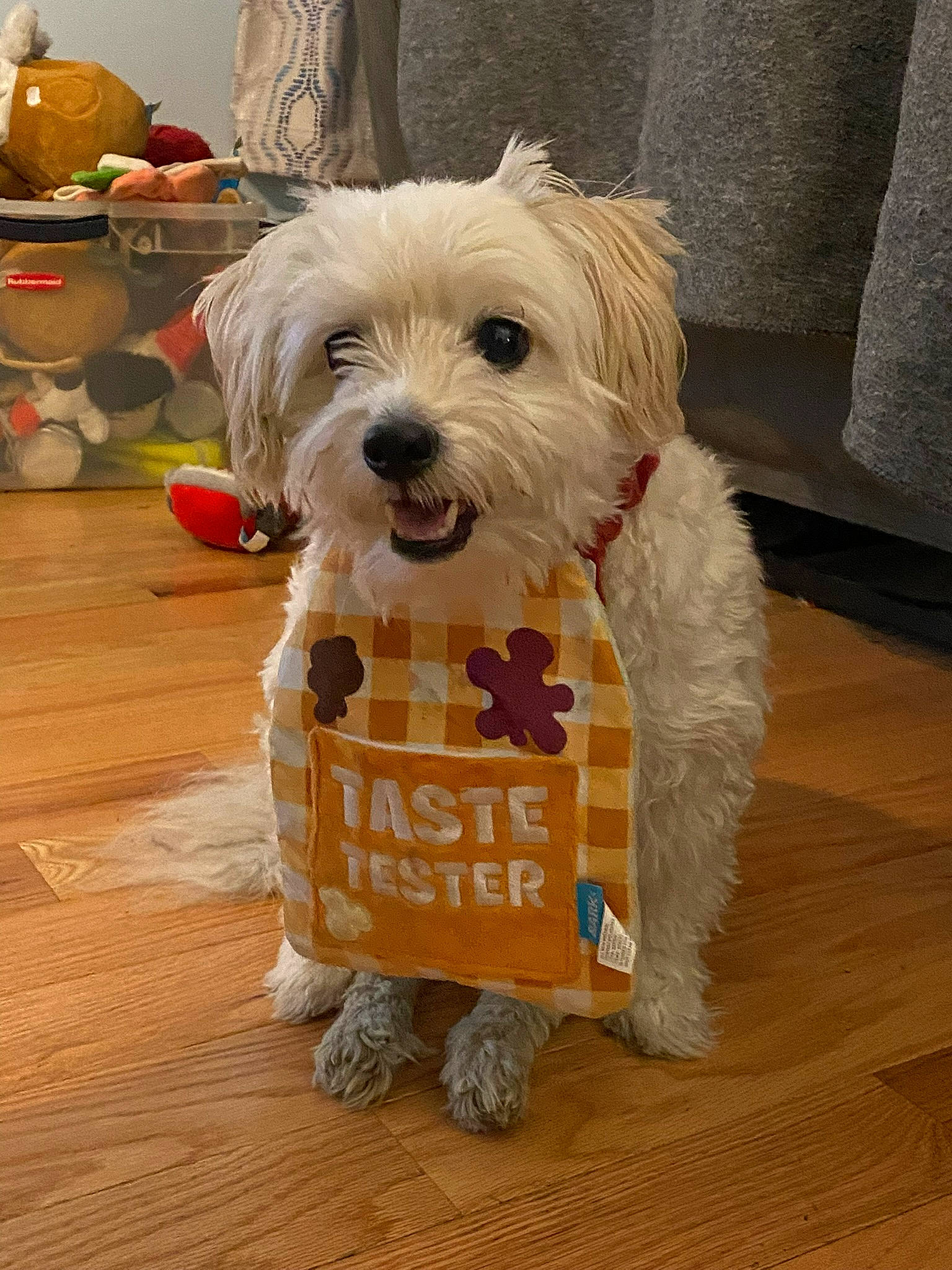 Toby joined the competition — help win amazing prizes! canidae, carnivore, companion_dog, dog, dog_breed, dog_clothes, dog_supply, fawn, flooring, fruit, fur, hardwood, maltepoo, small_terrier, snout, sporting_group, terrier, toy_dog, wood, working_animal