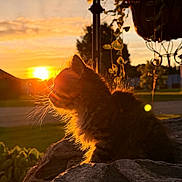 Whiskey is registered to the contest to win money with this photo: kitten, sunset, rock, flower_basket, outdoor, nature, silhouette, grass, plant, sunlight, pet, animal, whiskers, feline, backlit, garden, peaceful, warm_light, evening, sky