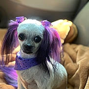 Tallulah Jane is registered to the contest to win money with this photo: dog, small_dog, purple_hair, bows, bandana, pet, cute, fur, indoor, blanket, cozy, animal, portrait, sitting, shallow_depth_of_field, decorative_accessory, canine, domestic_animal, adorable, furry