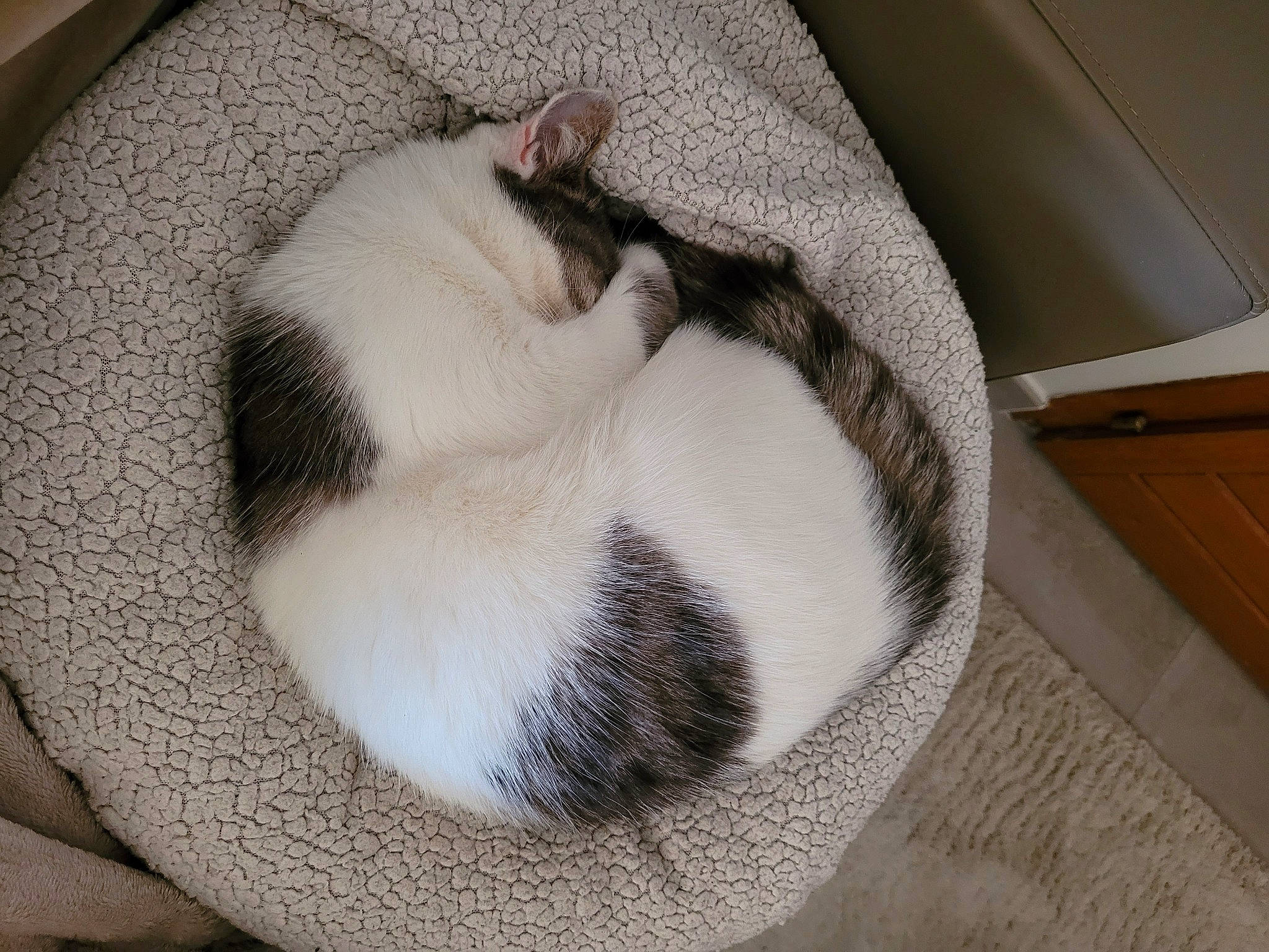 Smoky participe au concours pour gagner de l'argent avec cette photo : canidae, carnivore, cat, cat_bed, cat_supply, comfort, dog_breed, domestic_short_haired_cat, fawn, felidae, fur, grey, nap, paw, pet_supply, small_to_medium_sized_cats, snout, tail, whiskers, wood