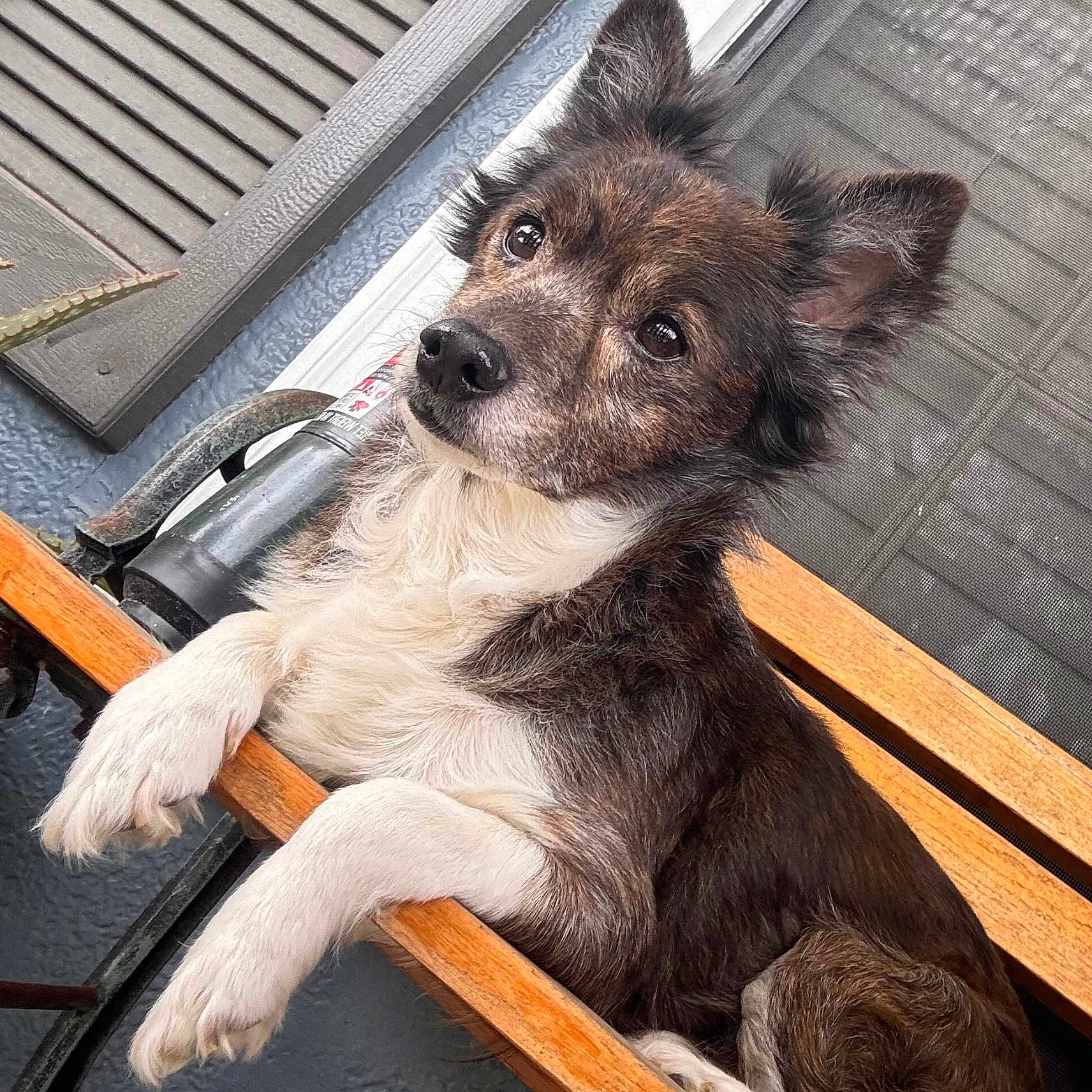 Mr. Fox is registered to the contest to win money with this photo: animal, bench, canine, closeup, companion, dog, ears, expression, face, fence, fur, home, looking, outdoor, paw, pet, portrait, relaxed, resting, wood