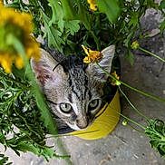 Moo Moo is registered to the contest to win money with this photo: cat, kitten, flower_pot, yellow, greenery, plants, flowers, tabby, curious, outdoor, nature, close_up, pet, animal, feline, eyes, whiskers, ears, garden, adorable