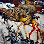 Moomoo is registered to the contest to win money with this photo: animal, banana, blanket, cat, closeup, comfort, cozy, cute, domestic, feline, fur, indoor, nap, pattern, pet, resting, sleeping, soft, tabby, warm
