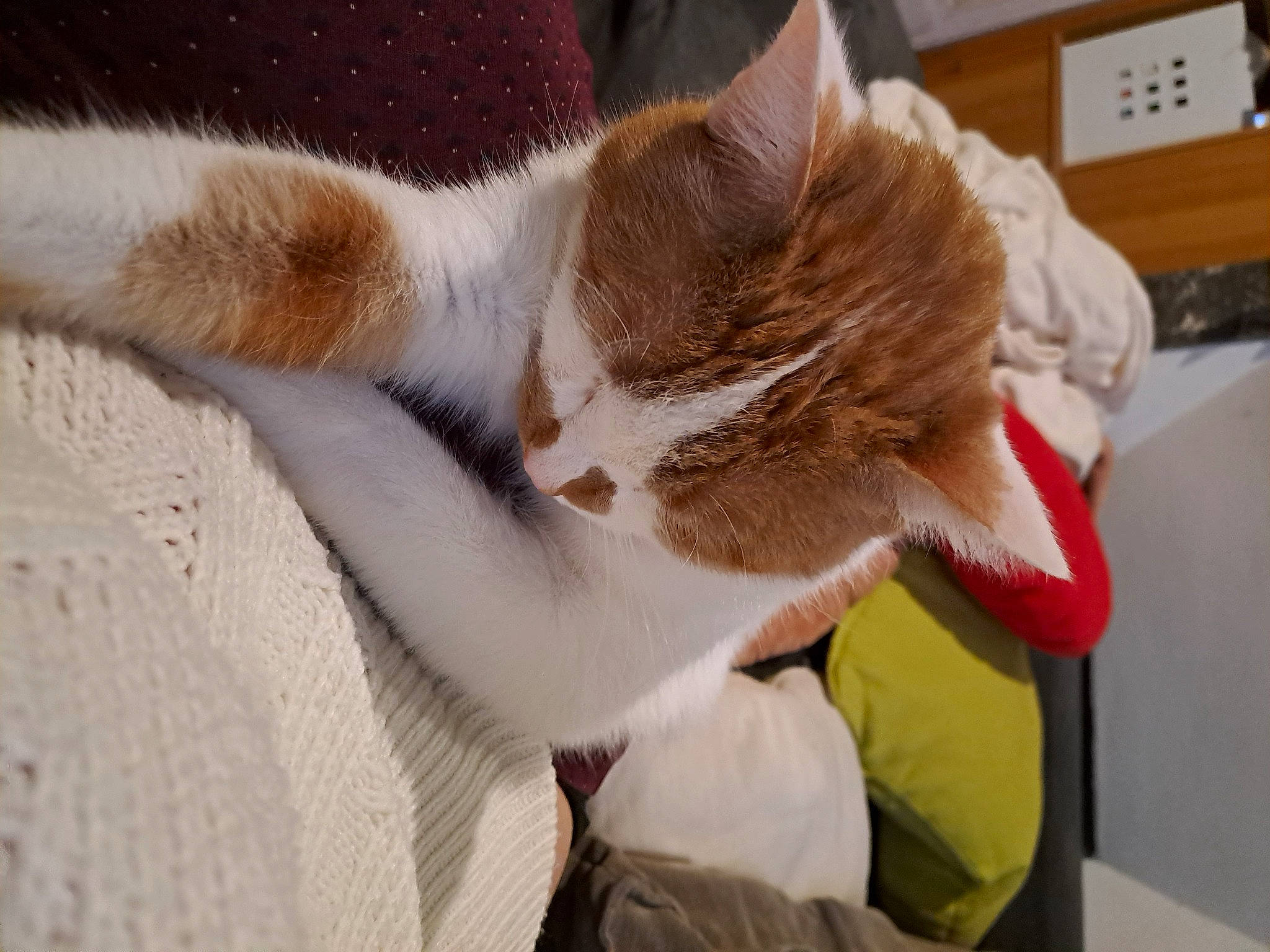 Miaouss a rejoint le concours — aidez-le/la à gagner de superbes lots ! box, carnivore, cat, cat_supply, claw, collar, comfort, domestic_short_haired_cat, fawn, felidae, fur, nap, paw, small_to_medium_sized_cats, snout, tail, whiskers