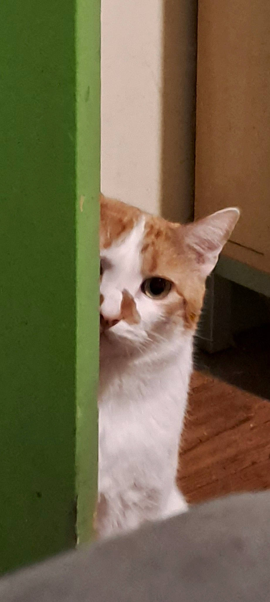 Miaouss participe au concours pour gagner de l'argent avec cette photo : carnivore, cat, domestic_short_haired_cat, eye, fawn, felidae, fur, hardwood, head, paw, small_to_medium_sized_cats, snout, tail, terrestrial_animal, whiskers, window, wood