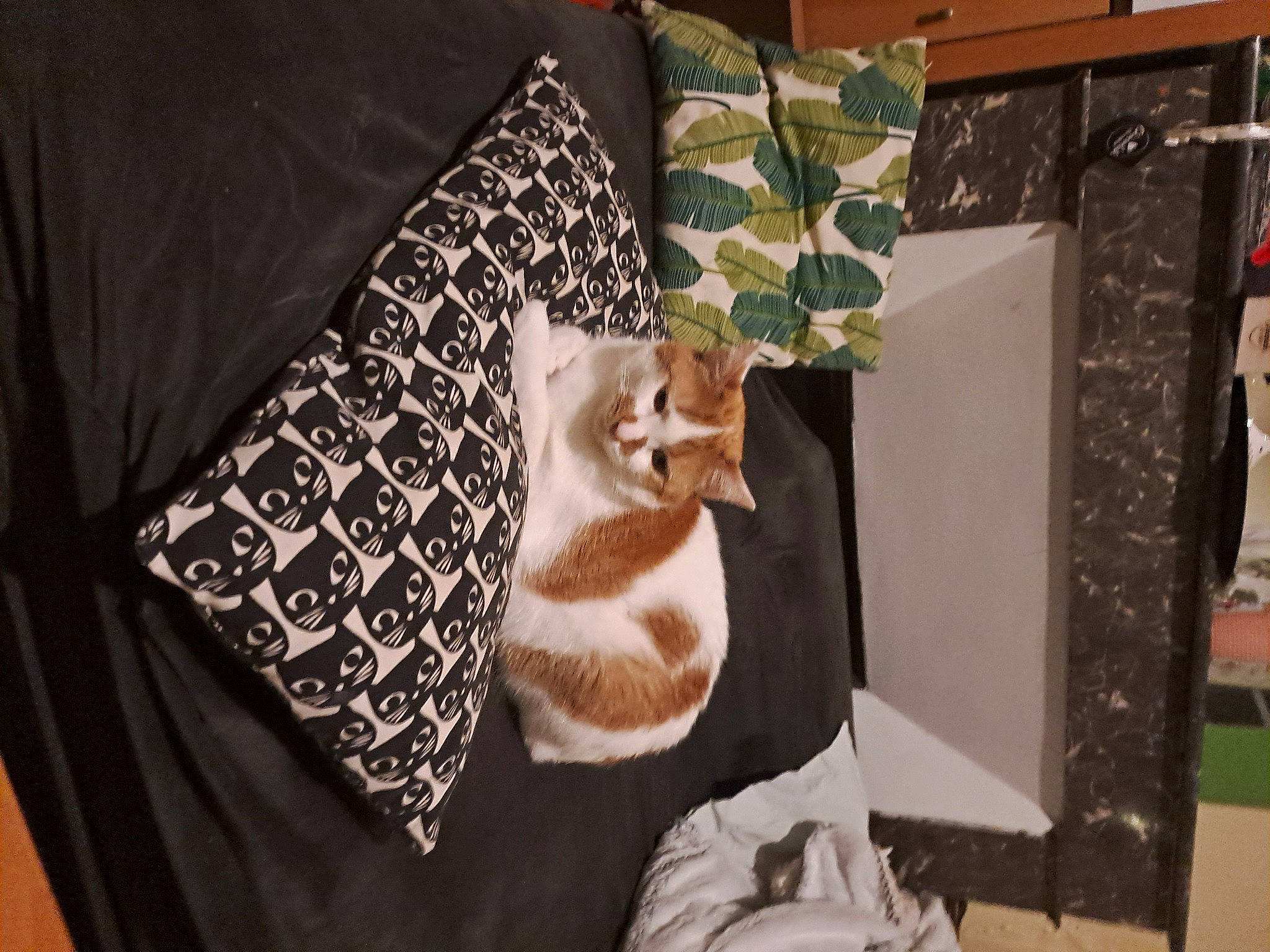 Miaouss a rejoint le concours — aidez-le/la à gagner de superbes lots ! carnivore, cat, cat_supply, chair, comfort, couch, domestic_short_haired_cat, event, fawn, felidae, fur, linens, pattern, sleeve, small_to_medium_sized_cats, tail, textile, tree, whiskers, wood