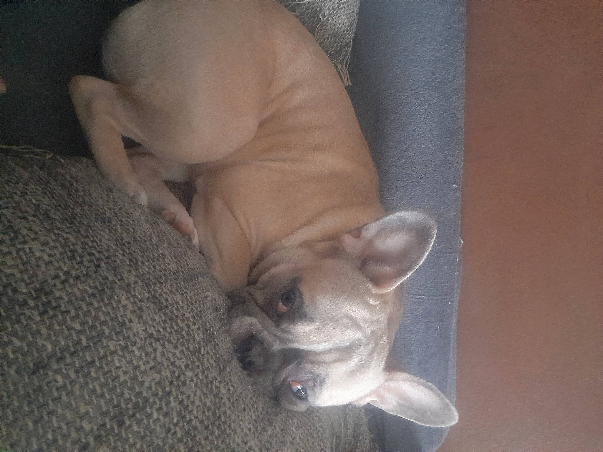 Malya a rejoint le concours — aidez-le/la à gagner de superbes lots ! canidae, carnivore, comfort, companion_dog, dog, dog_breed, ear, fawn, felidae, fur, grey, linens, nap, paw, small_to_medium_sized_cats, sporting_group, tail, toy_dog, whiskers, wrinkle