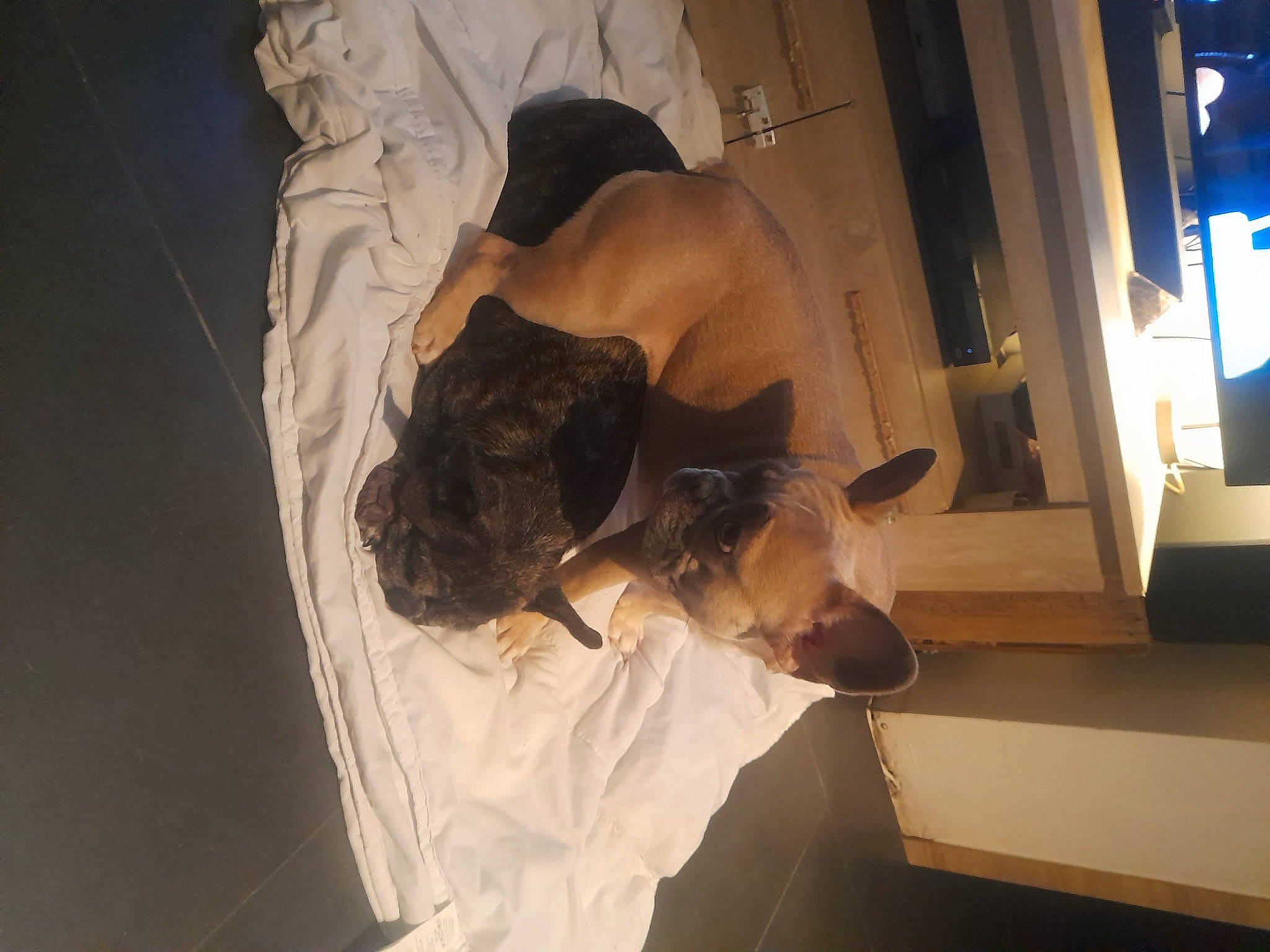 Malya a rejoint le concours — aidez-le/la à gagner de superbes lots ! abdomen, back, chest, comfort, dress, elbow, event, flash_photography, flesh, flooring, fun, fur, human_leg, knee, room, shoulder, tree, wrist