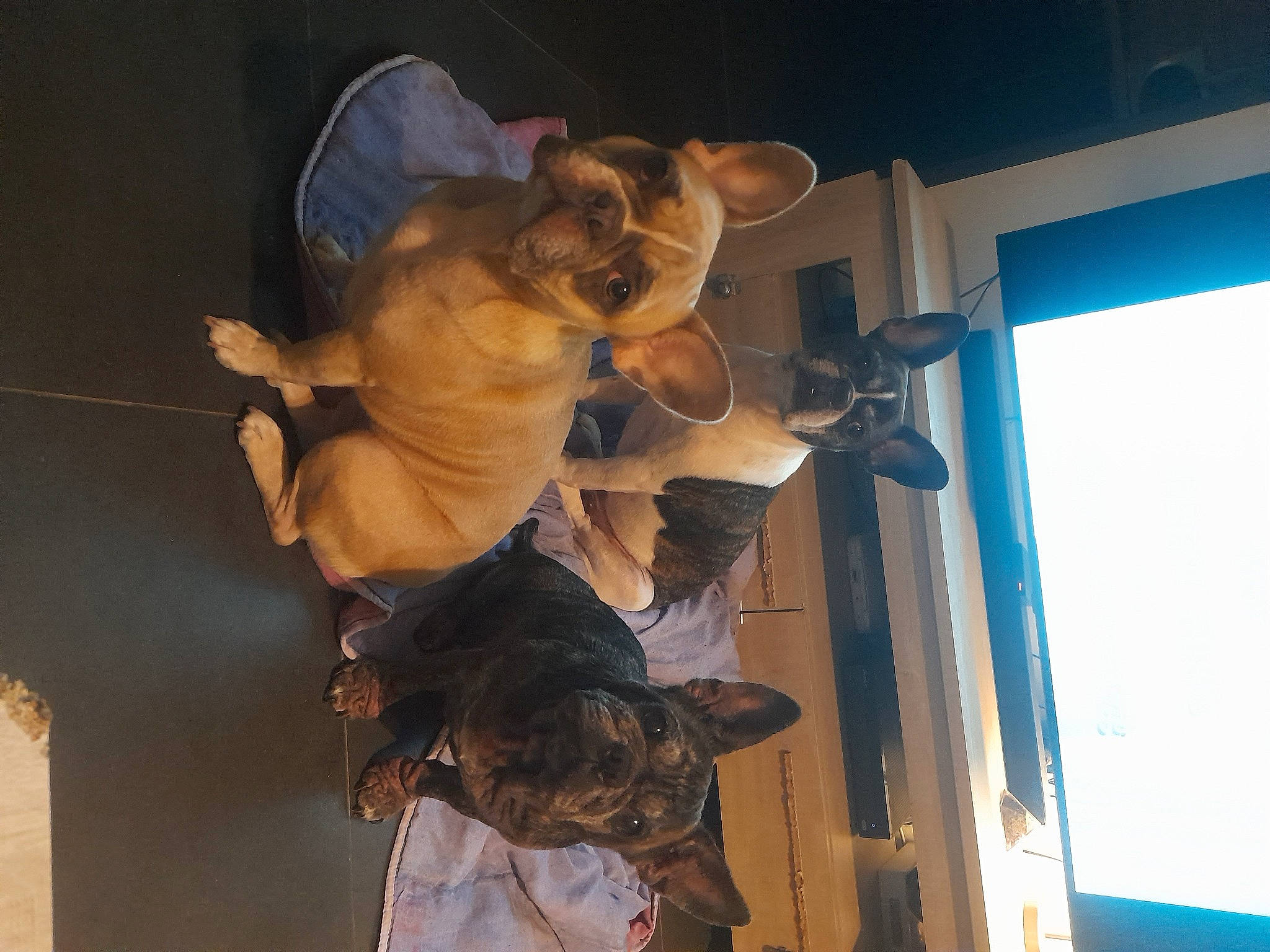 Malya a rejoint le concours — aidez-le/la à gagner de superbes lots ! art, ceiling, event, fun, fur, room, sculpture, sky, tree, visual_arts, wood