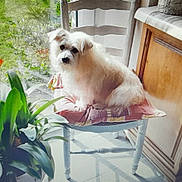 Mousse participe au concours pour gagner de l'argent avec cette photo : dog, white_dog, chair, cushion, indoor, window, plant, potted_plant, wooden_cabinet, floor, sunlight, pet, fur, domestic_animal, home, cozy, quiet, relaxed, daylight, furniture