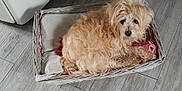 Mousse participe au concours pour gagner de l'argent avec cette photo : dog, pet, wicker_basket, cushion, red_cloth, curly_fur, indoor, floor_tiles, resting, looking_at_camera, cozy, small_bed, animal, cute, furry, domestic, companion, relaxed, home, cute_pet