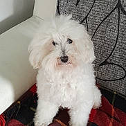 Ipso a rejoint le concours — aidez-le/la à gagner de superbes lots ! dog, white_dog, fluffy, curly_fur, pet, indoor, couch, blanket, plaid, patterned_cushion, furniture, animal, cute, sitting, small_dog, domestic_animal, fur, companion, household, relaxed