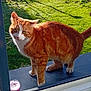Simba participe au concours pour gagner de l'argent avec cette photo : animal, cat, close_up, curious, daylight, domestic_cat, feline, garden, grass, greenery, ledgestone, nature, orange_tabby, outdoor, pet, sunlight, whiskers, white_paws, window, young_cat