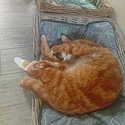 Simba participe au concours pour gagner de l'argent avec cette photo : basket, cat, cozy, curled_up, cushion, fur, ginger_cat, home_interior, indoor, nap, orange_tabby, paws, pet, pet_bed, relaxed, sleeping, timestamp, watermark, whiskers, wooden_floor