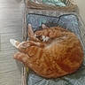 Simba participe au concours pour gagner de l'argent avec cette photo : basket, cat, cozy, curled_up, cushion, fur, ginger_cat, home_interior, indoor, nap, orange_tabby, paws, pet, pet_bed, relaxed, sleeping, timestamp, watermark, whiskers, wooden_floor