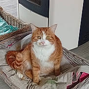 Simba participe au concours pour gagner de l'argent avec cette photo : cat, orange_cat, white_cat, pet, domestic_animal, basket, cushion, indoor, floor, wood_floor, furniture, stove, animal_face, fur, whiskers, ears, tail, looking, sitting, calm