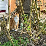 Simba a rejoint le concours — aidez-le/la à gagner de superbes lots ! cat, orange_cat, white_cat, animal, pet, outdoor, plant, tree, branch, leaf, rock, sunlight, nature, garden, flora, trunk, shrub, greenery, resting, serene