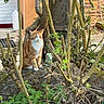 cat, orange_cat, white_cat, animal, pet, outdoor, plant, tree, branch, leaf, rock, sunlight, nature, garden, flora, trunk, shrub, greenery, resting, serene