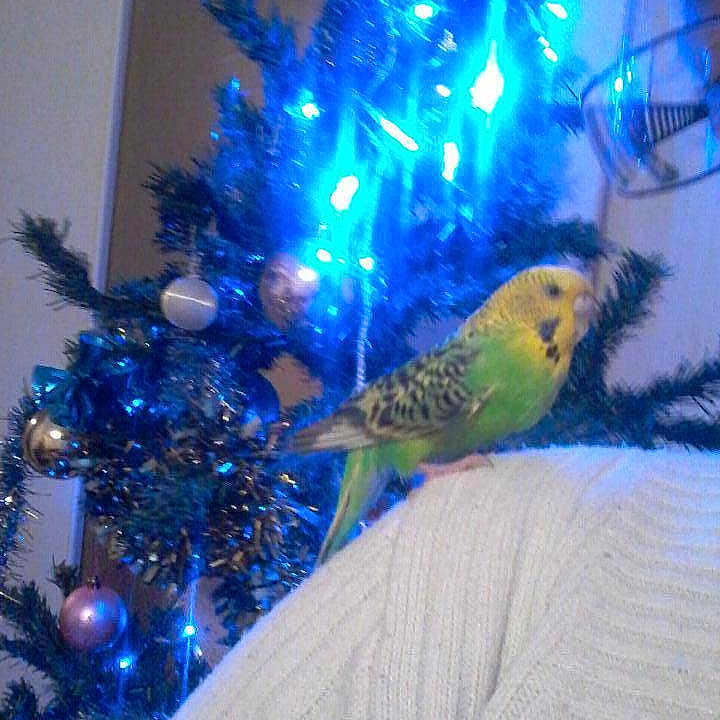 Titine