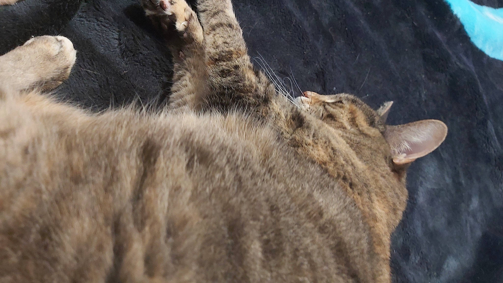 Minette participe au concours pour gagner de l'argent avec cette photo : big_cats, canidae, carnivore, claw, close_up, eye, fawn, felidae, fur, hide, horn, livestock, rock, small_to_medium_sized_cats, snout, terrestrial_animal, whiskers, wildlife, working_animal