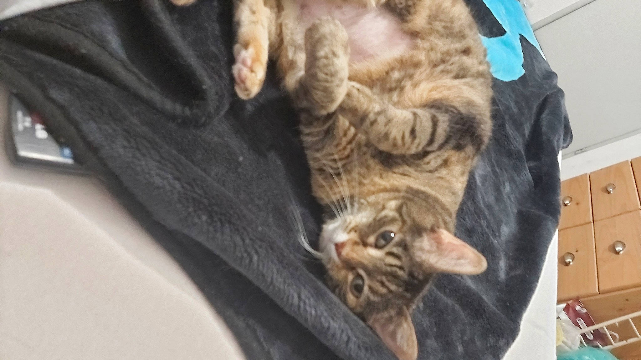 Minette participe au concours pour gagner de l'argent avec cette photo : box, cabinetry, carnivore, cat, chest_of_drawers, claw, comfort, domestic_short_haired_cat, fawn, felidae, fur, natural_material, paw, small_to_medium_sized_cats, tail, textile, whiskers
