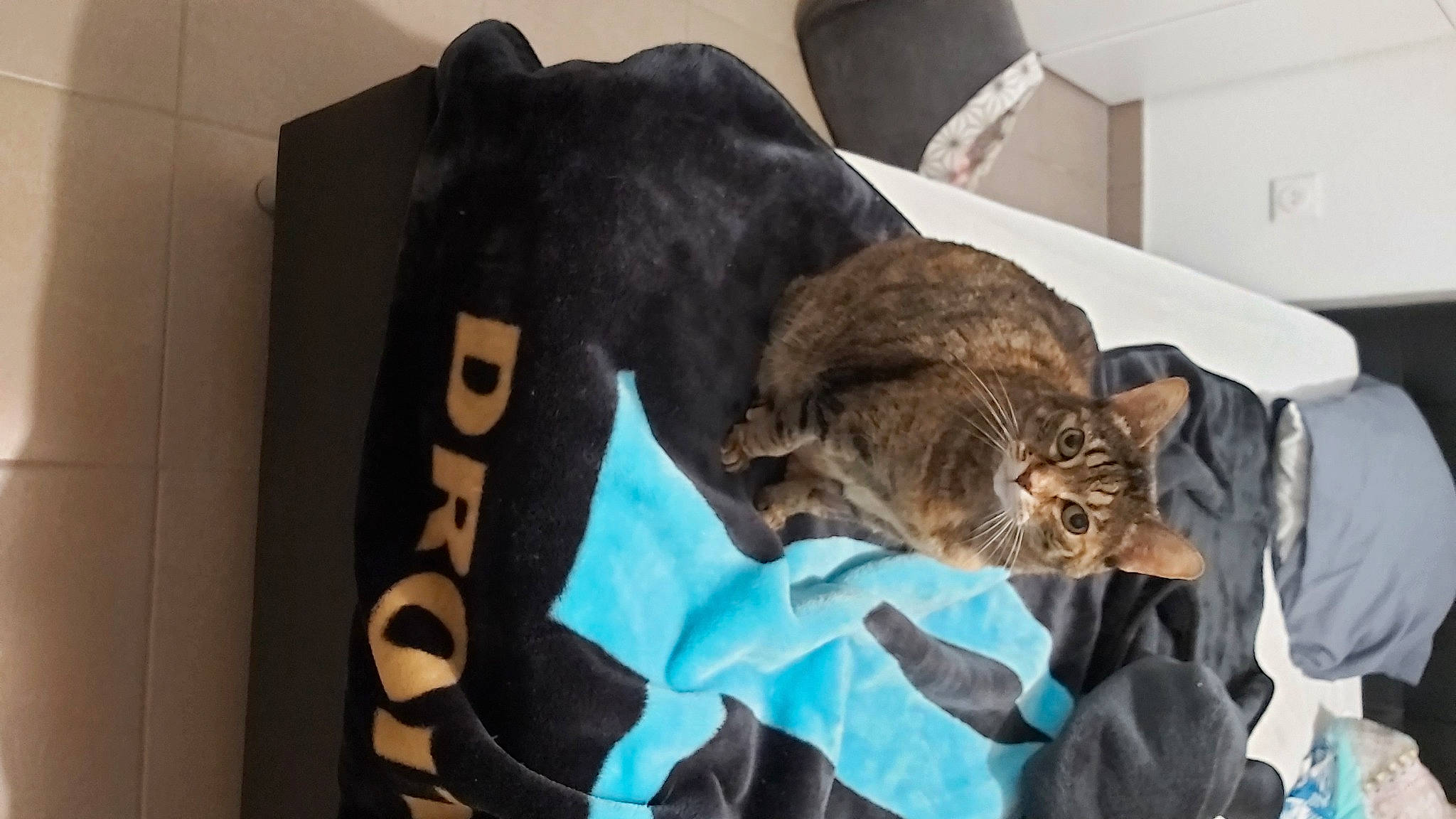 Minette participe au concours pour gagner de l'argent avec cette photo : brown, canidae, carnivore, cat, claw, comfort, domestic_short_haired_cat, fawn, felidae, fur, linens, nap, room, sleep, small_to_medium_sized_cats, snout, sporting_group, tail, terrestrial_animal, whiskers