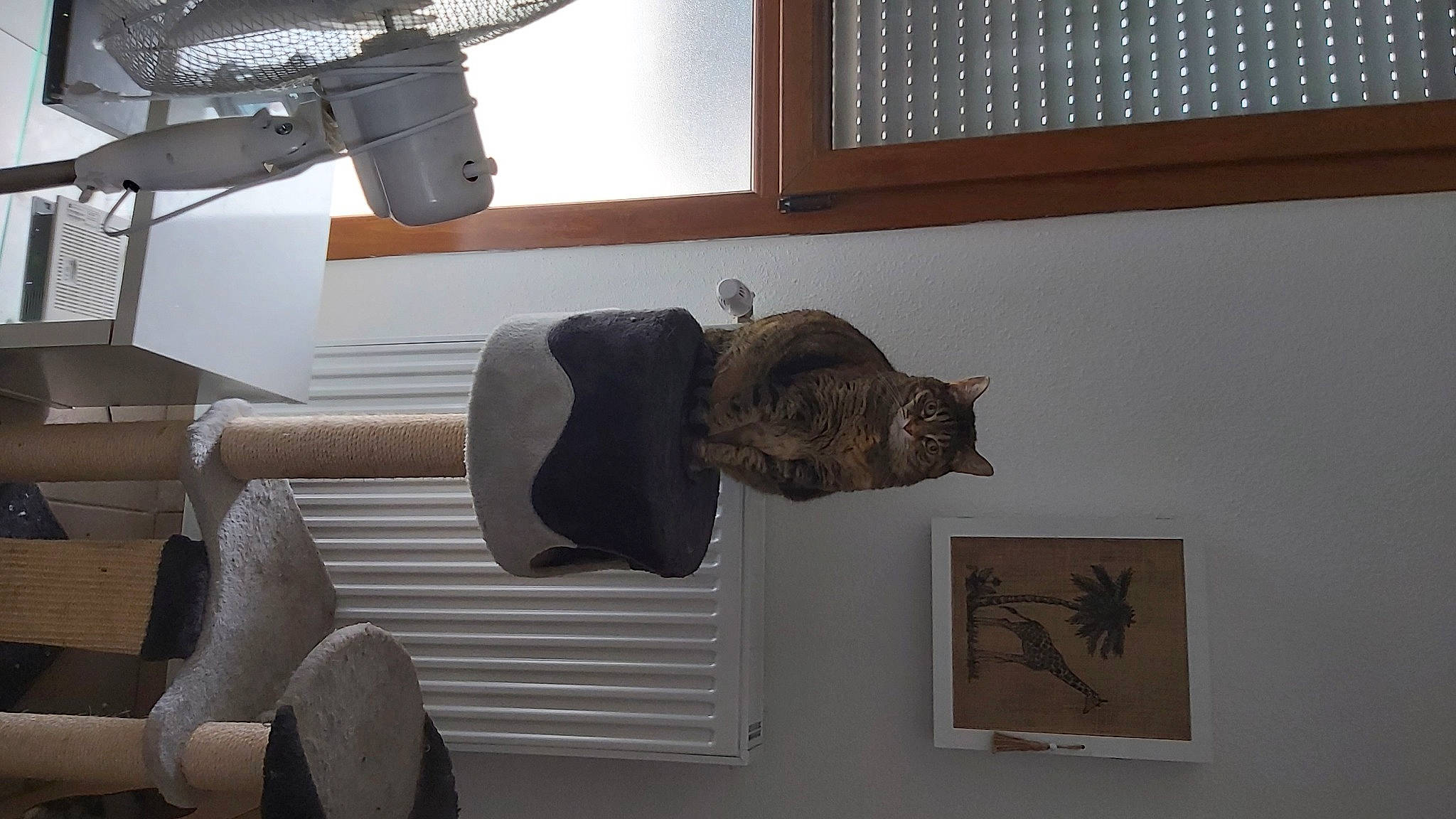 Minette