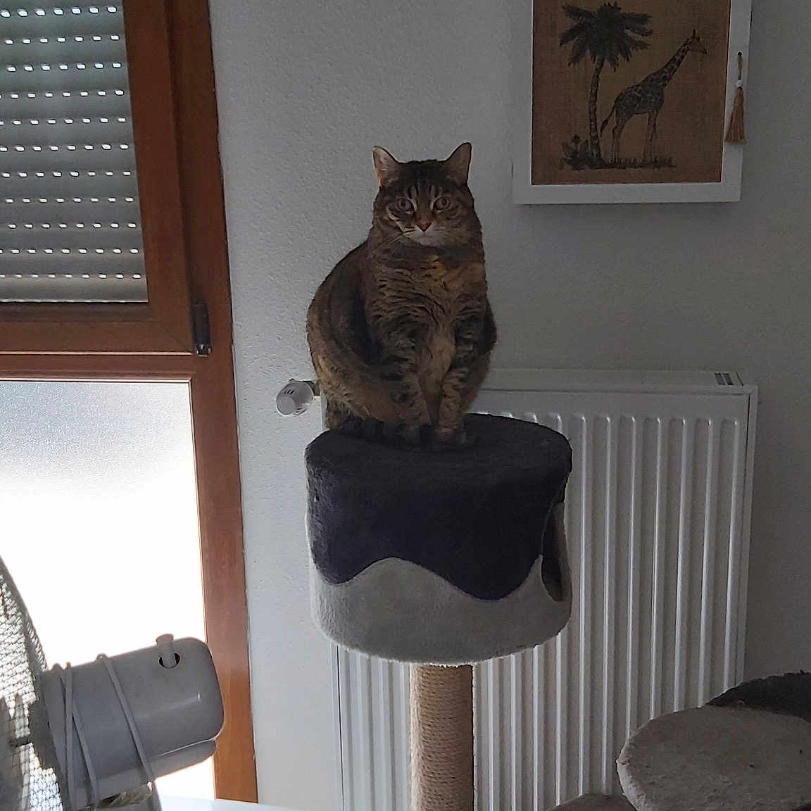 Minette