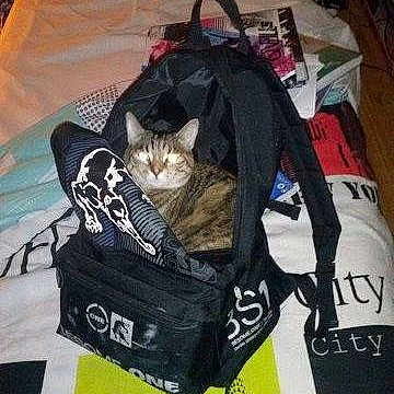 Minette