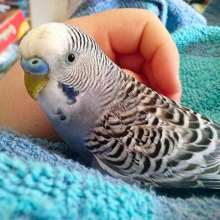 Titi