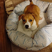 Jessie is registered to the contest to win money with this photo: animal, brown_and_white, carpet, cozy, curious, cute, dog, ears, fur, home, indoor, looking_up, pet_bed, puppy, resting, slippers, small_dog, snout, soft_bed, tail