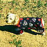 Peanut joined the competition — help win amazing prizes! dog, small_dog, fluffy, white_fur, outdoor, grass, ground, sunlight, shadow, clothing, dog_clothing, costume, black_outfit, red_trim, skulls, roses, patterned, standing, side_view, pet