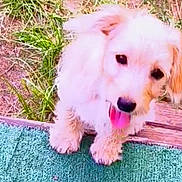 Peanut joined the competition — help win amazing prizes! puppy, dog, fluffy, cream_colored, small_dog, tongue_out, sitting, outdoor, grass, leaves, wooden_step, mat, turquoise, pet, cute, adorable, animal, portrait, playful, happy