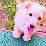 puppy, dog, fluffy, cream_colored, small_dog, tongue_out, sitting, outdoor, grass, leaves, wooden_step, mat, turquoise, pet, cute, adorable, animal, portrait, playful, happy
