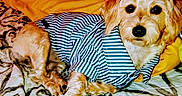 Peanut joined the competition — help win amazing prizes! dog, cat, pets, animal, striped_shirt, fluffy, sleeping, cuddling, blanket, bed, indoors, cozy, portrait, long_hair, white_fur, orange_fur, relaxed, cute, domestic_animals, pet_photography