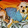 dog, cat, pets, animal, striped_shirt, fluffy, sleeping, cuddling, blanket, bed, indoors, cozy, portrait, long_hair, white_fur, orange_fur, relaxed, cute, domestic_animals, pet_photography