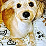 Peanut joined the competition — help win amazing prizes! dog, puppy, fluffy, cream_colored, white_fur, shaggy, floppy_ears, black_nose, dark_eyes, sitting, front_view, pet, animal, cute, adorable, bed, bedding, indoor, portrait, patterned_fabric