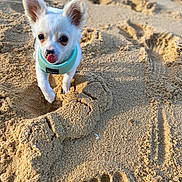 Alby joined the competition — help win amazing prizes! puppy, dog, white_dog, small_dog, beach, sand, sand_texture, paw_prints, outdoor, cute, pet, animal, tongue_out, playful, sunlight, daytime, closeup, young_dog, leash, fur