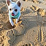 animal, beach, closeup, cute, daytime, dog, fur, leash, outdoor, paw_prints, pet, playful, puppy, sand, sand_texture, small_dog, sunlight, tongue_out, white_dog, young_dog