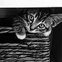 kitten, cat, pet, animal, cute, basket, woven, fur, whiskers, paw, eyes, closeup, indoor, curious, black_and_white, young, feline, portrait, texture, hideout