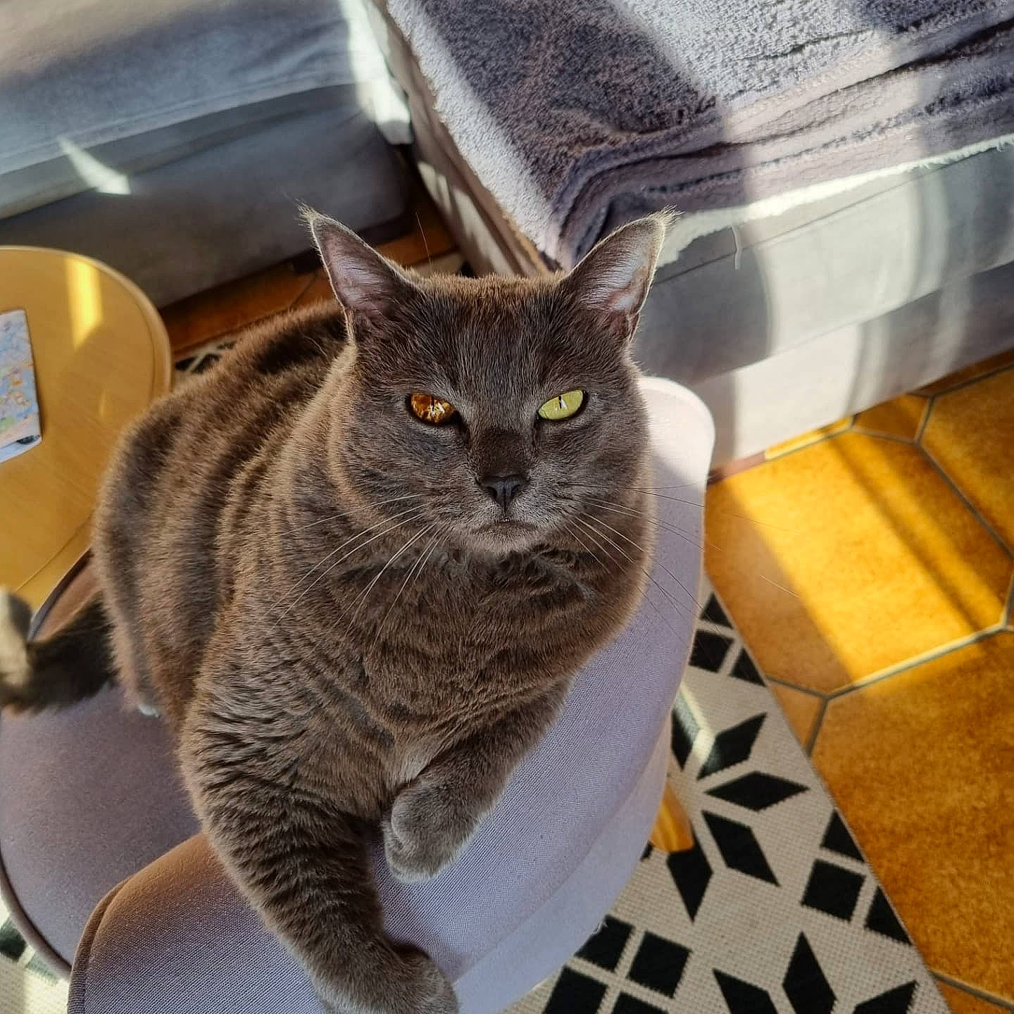 Grizou a rejoint le concours — aidez-le/la à gagner de superbes lots ! carnivore, cat, comfort, domestic_short_haired_cat, felidae, flooring, fur, glasses, grey, hardwood, russian_blue, small_to_medium_sized_cats, snout, tail, whiskers, window