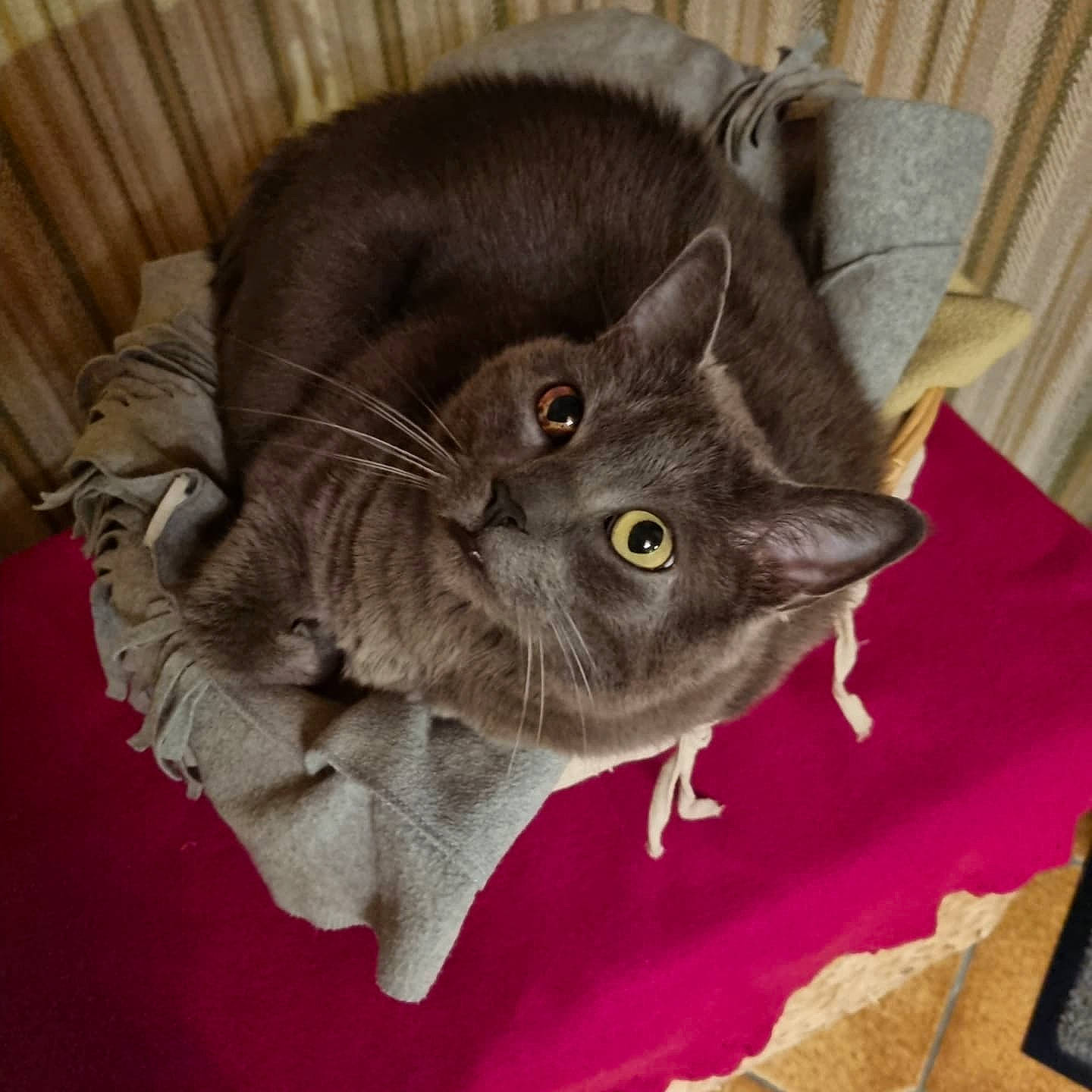 Grizou participe au concours pour gagner de l'argent avec cette photo : carnivore, cat, cat_supply, cat_toy, comfort, domestic_short_haired_cat, felidae, fur, grey, russian_blue, small_to_medium_sized_cats, tail, whiskers