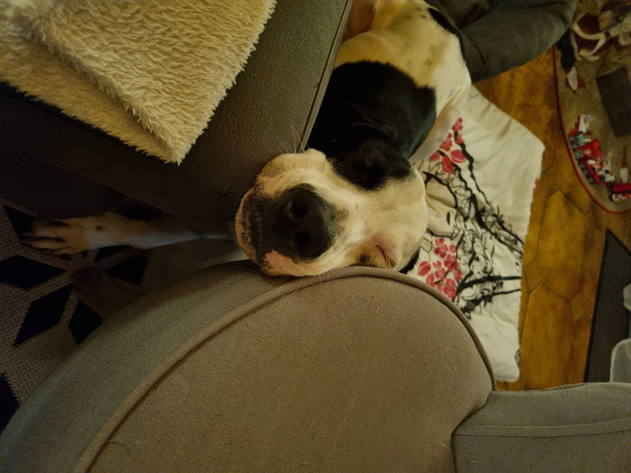 Rio participe au concours pour gagner de l'argent avec cette photo : canidae, carnivore, comfort, companion_dog, couch, dog, dog_breed, dog_supply, fawn, flooring, fur, furniture, linens, nap, pillow, room, snout, sporting_group, tableware, working_animal