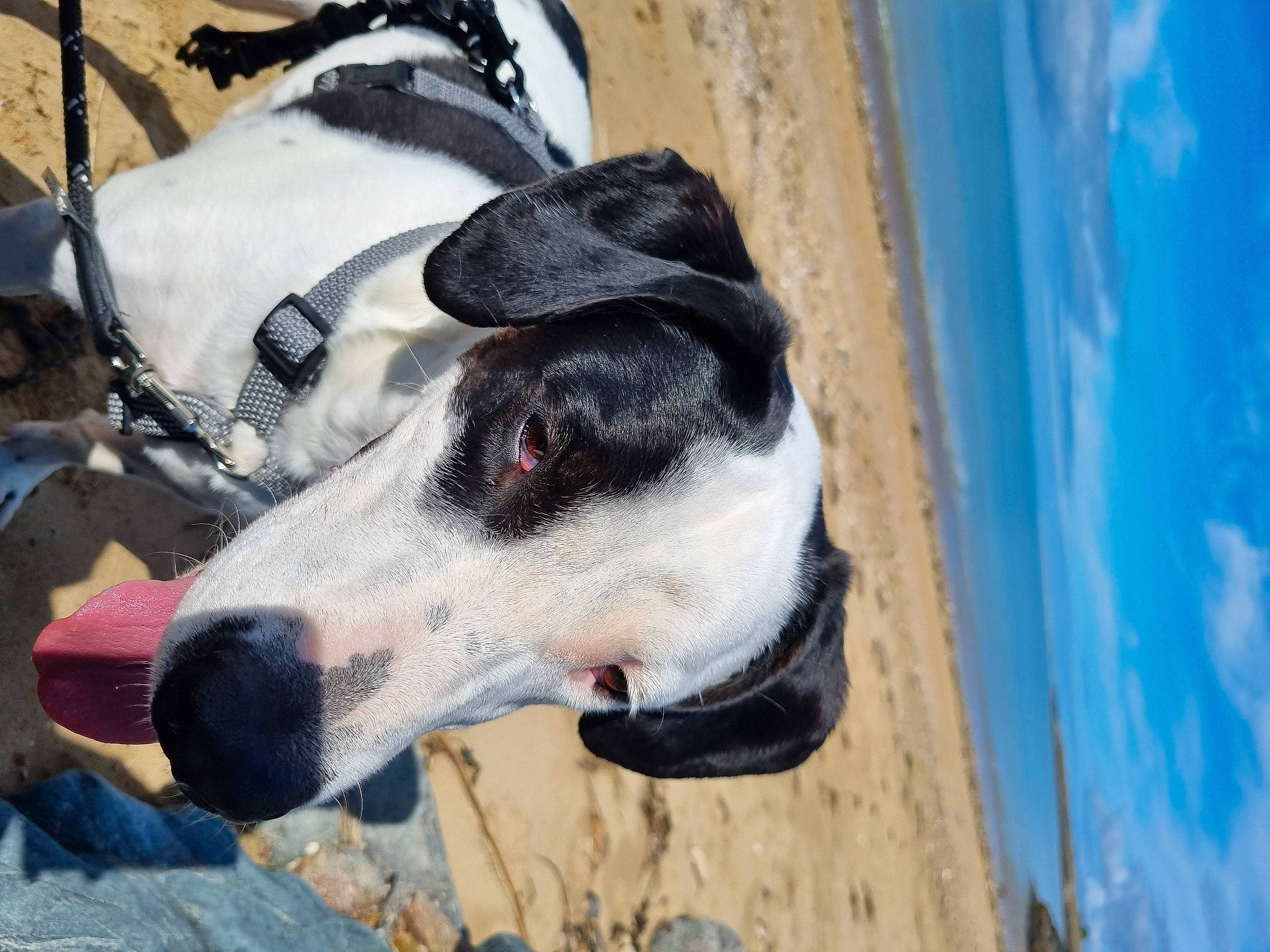 Rio a rejoint le concours — aidez-le/la à gagner de superbes lots ! canidae, carmine, carnivore, cloud, collar, companion_dog, dog, dog_breed, dog_collar, dog_supply, fawn, pet_supply, rampur_greyhound, sighthound, sky, snout, sporting_group, terrestrial_animal, whiskers, working_animal