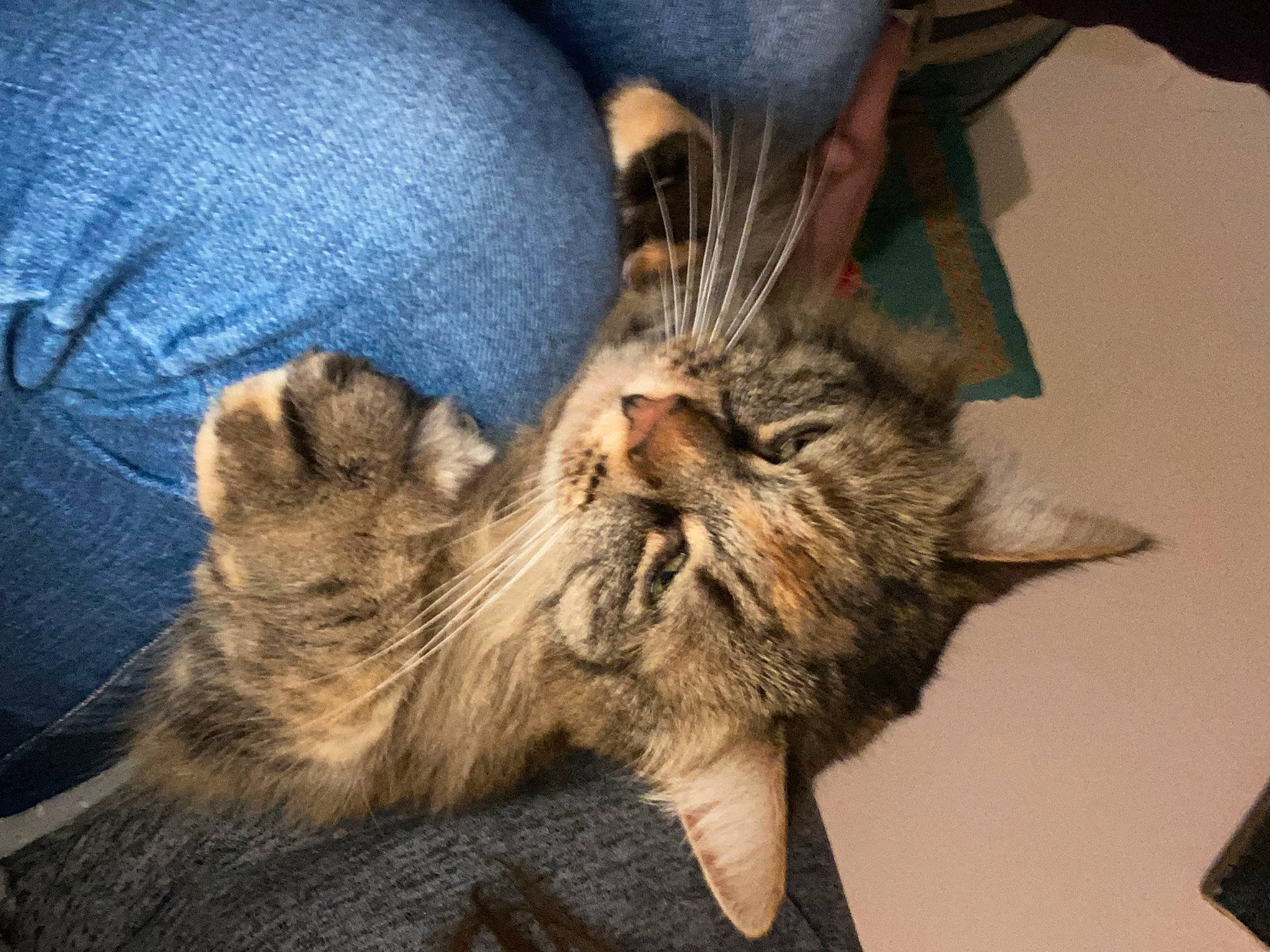 Eléonore a rejoint le concours — aidez-le/la à gagner de superbes lots ! carnivore, cat, claw, comfort, domestic_short_haired_cat, felidae, fur, gesture, human_leg, paw, small_to_medium_sized_cats, tail, whiskers