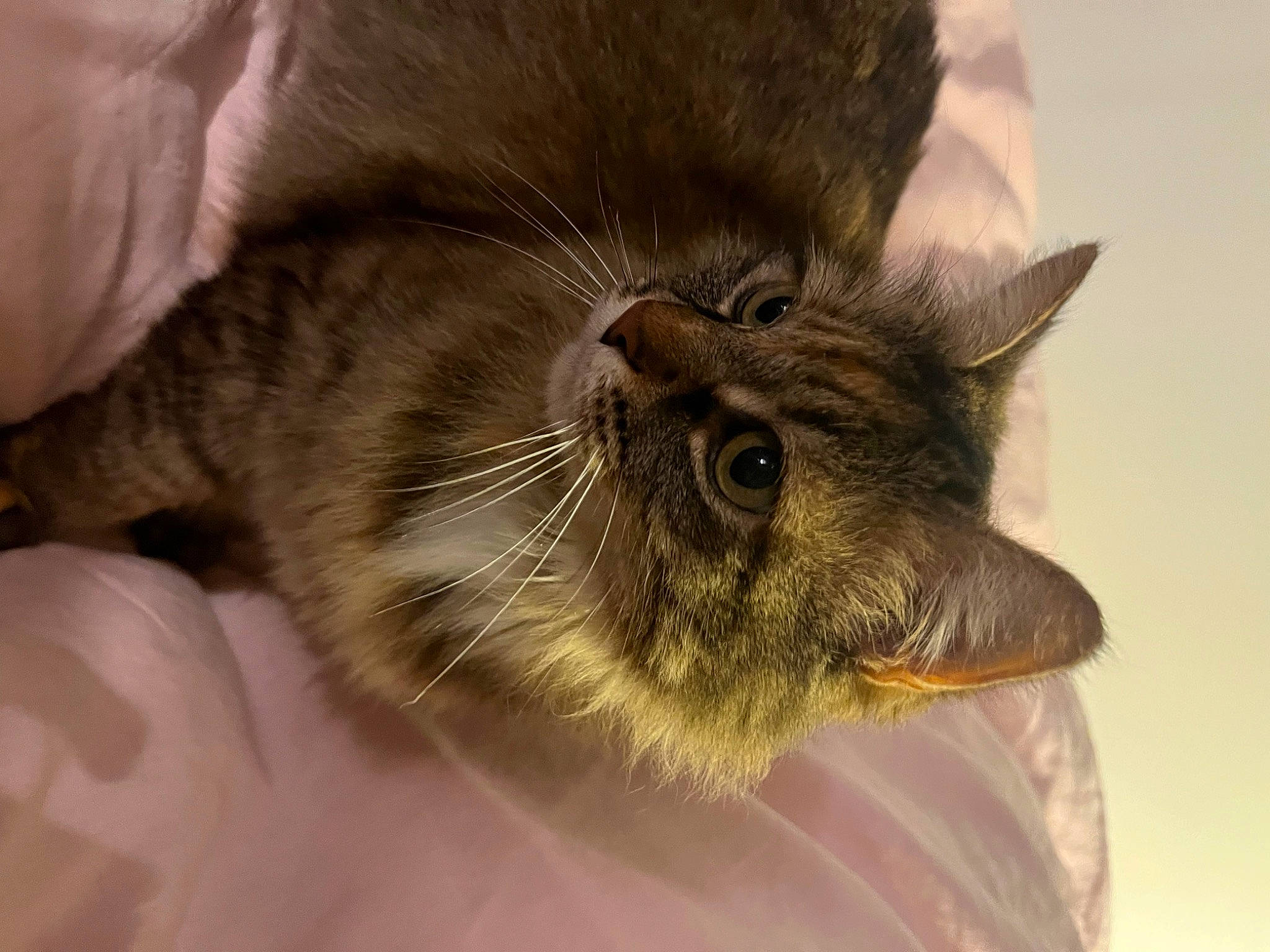 Eléonore participe au concours pour gagner de l'argent avec cette photo : carnivore, cat, chartreux, claw, comfort, domestic_short_haired_cat, ear, fawn, felidae, fur, paw, small_to_medium_sized_cats, snout, terrestrial_animal, tonkinese, whiskers