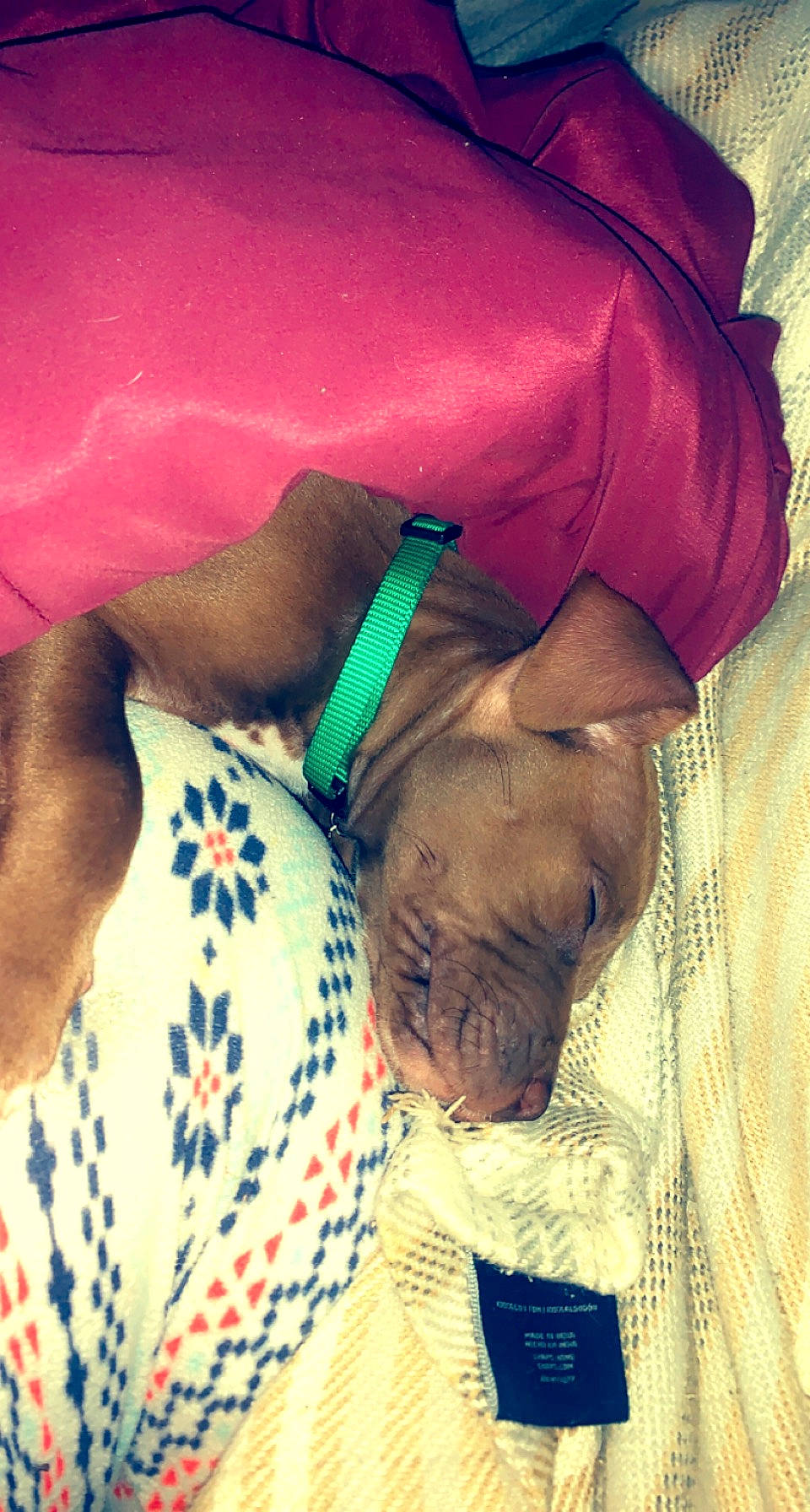 Pumpkin is registered to the contest to win money with this photo: bedtime, canidae, carnivore, cloud, comfort, companion_dog, dog, dog_breed, dog_collar, dog_supply, fawn, fur, linens, liver, nap, pet_supply, snout, sporting_group, working_animal, wrinkle