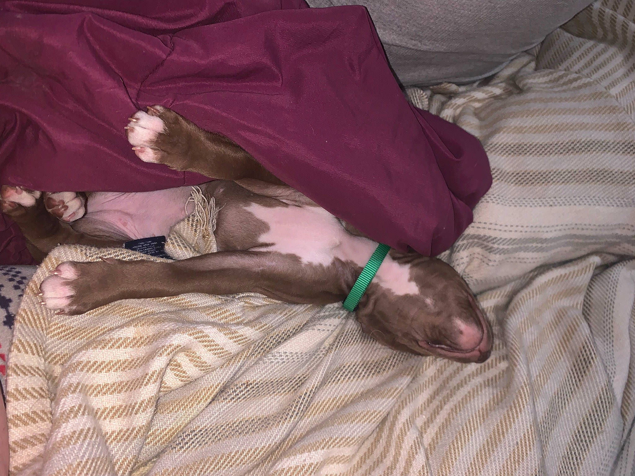 Pumpkin joined the competition — help win amazing prizes! bed, brown, canidae, carnivore, comfort, companion_dog, dog, dog_breed, fawn, felidae, fur, grey, linens, liver, magenta, mammal, nap, small_to_medium_sized_cats, sporting_group, whiskers