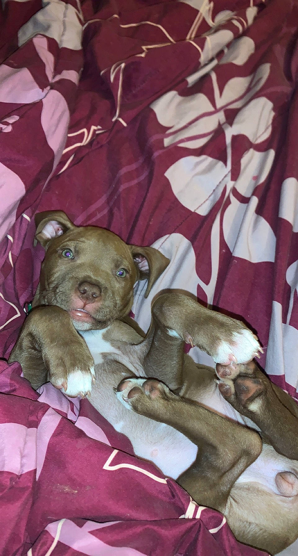 Pumpkin is registered to the contest to win money with this photo: bedding, canidae, carnivore, comfort, companion_dog, dog, dog_breed, dog_clothes, fawn, felidae, fur, hat, linens, nap, small_to_medium_sized_cats, snout, sporting_group, toy_dog, whiskers, working_animal