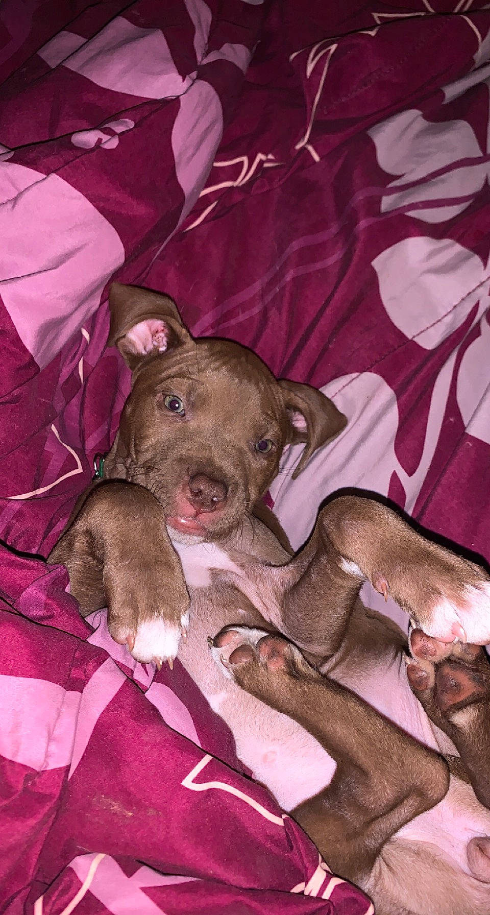 Pumpkin is registered to the contest to win money with this photo: canidae, carnivore, comfort, companion_dog, dog, dog_breed, dog_supply, fawn, fur, grey, linens, magenta, nap, pink, sleep, snout, sporting_group, terrestrial_animal, whiskers, working_animal